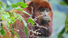 Venezuelan Red Howler photo 5