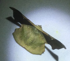 Fascellina chromataria
