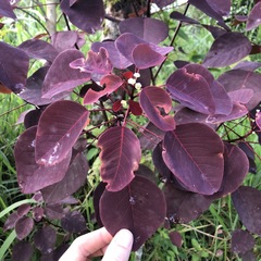 Euphorbia cotinifolia