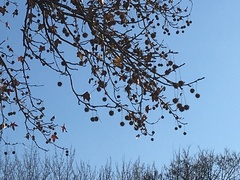 Liquidambar styraciflua