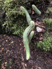 Lobivia silvestrii