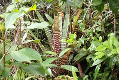 Guzmania lindenii