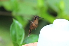 Phaethornis atrimentalis