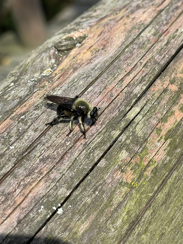 Unknown species found near Osage Hill Rd, Siloam Springs, AR, US