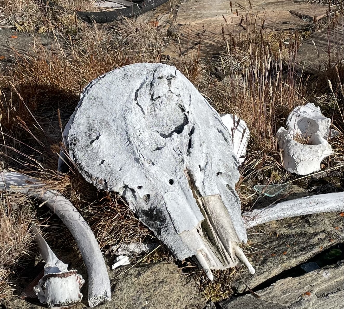 Monodon monoceros