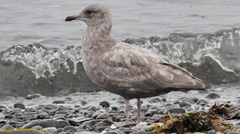 Larus glaucoides