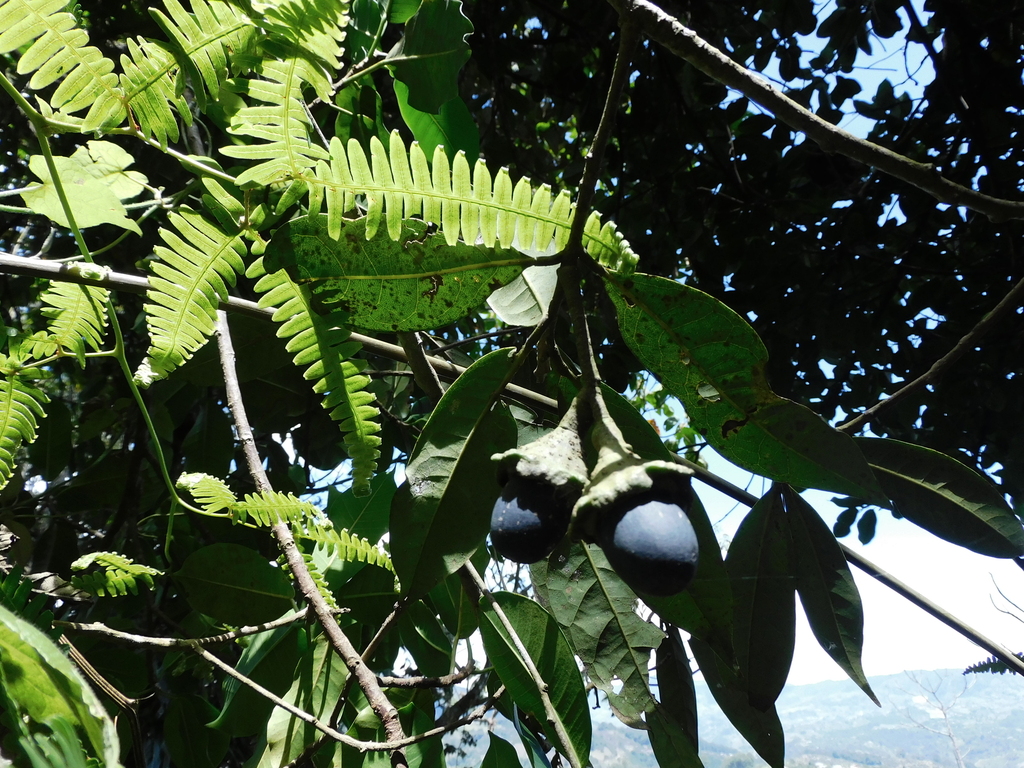 Aniba novogranatensis