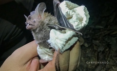 Trachops cirrhosus