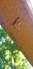 Arthromastix lauralis
