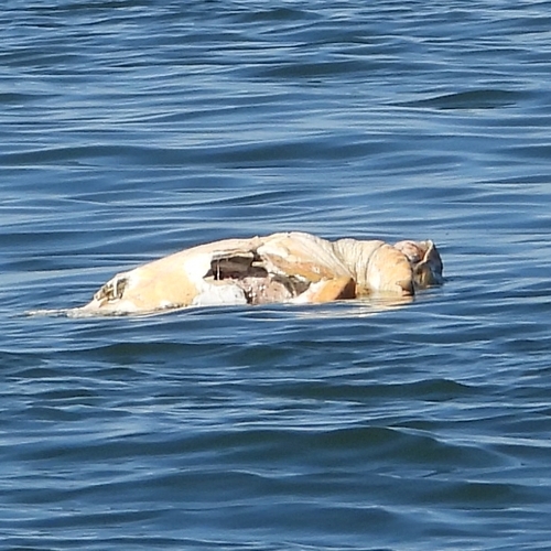 Loggerhead Sea Turtle photographed in New Jersey