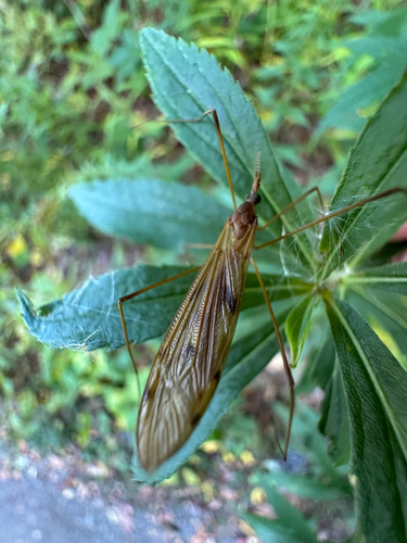 Unknown species found near Middlesex County, US-MA, US