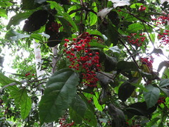 Hasseltia