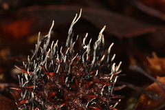 Xylaria liquidambar