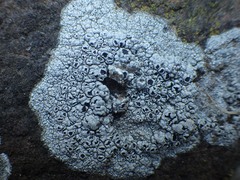 Lecanora gangaleoides