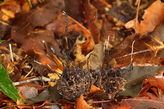 Xylaria liquidambar