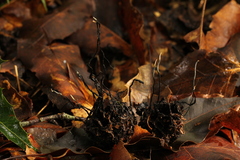 Xylaria liquidambar