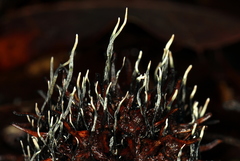 Xylaria liquidambar
