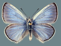 Glaucopsyche lygdamus minipunctum