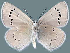 Glaucopsyche lygdamus minipunctum