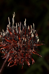 Xylaria liquidambar