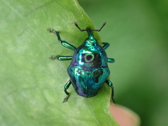 Eurhinus
