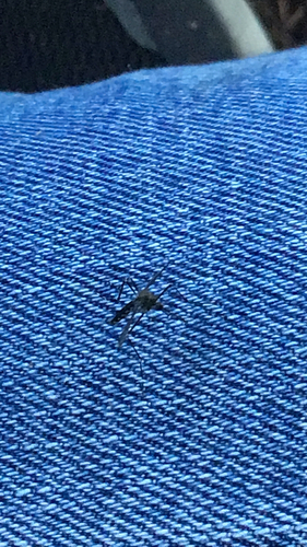 Unknown species found near Massachusetts, US