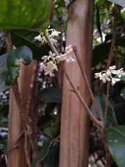 Osmanthus