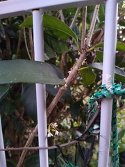 Osmanthus