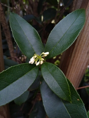 Osmanthus