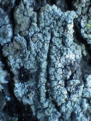 Pertusaria hymenea