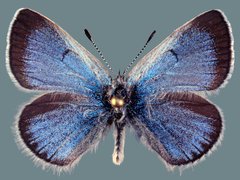 Glaucopsyche lygdamus minipunctum