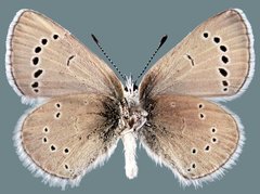 Glaucopsyche lygdamus minipunctum