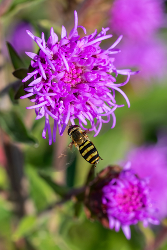 Unknown species found near Lake County, IL, USA