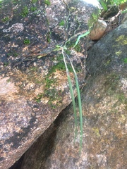 Brassavola cucullata