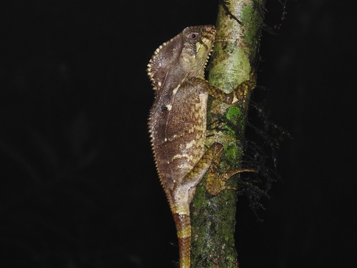Helmeted Iguana