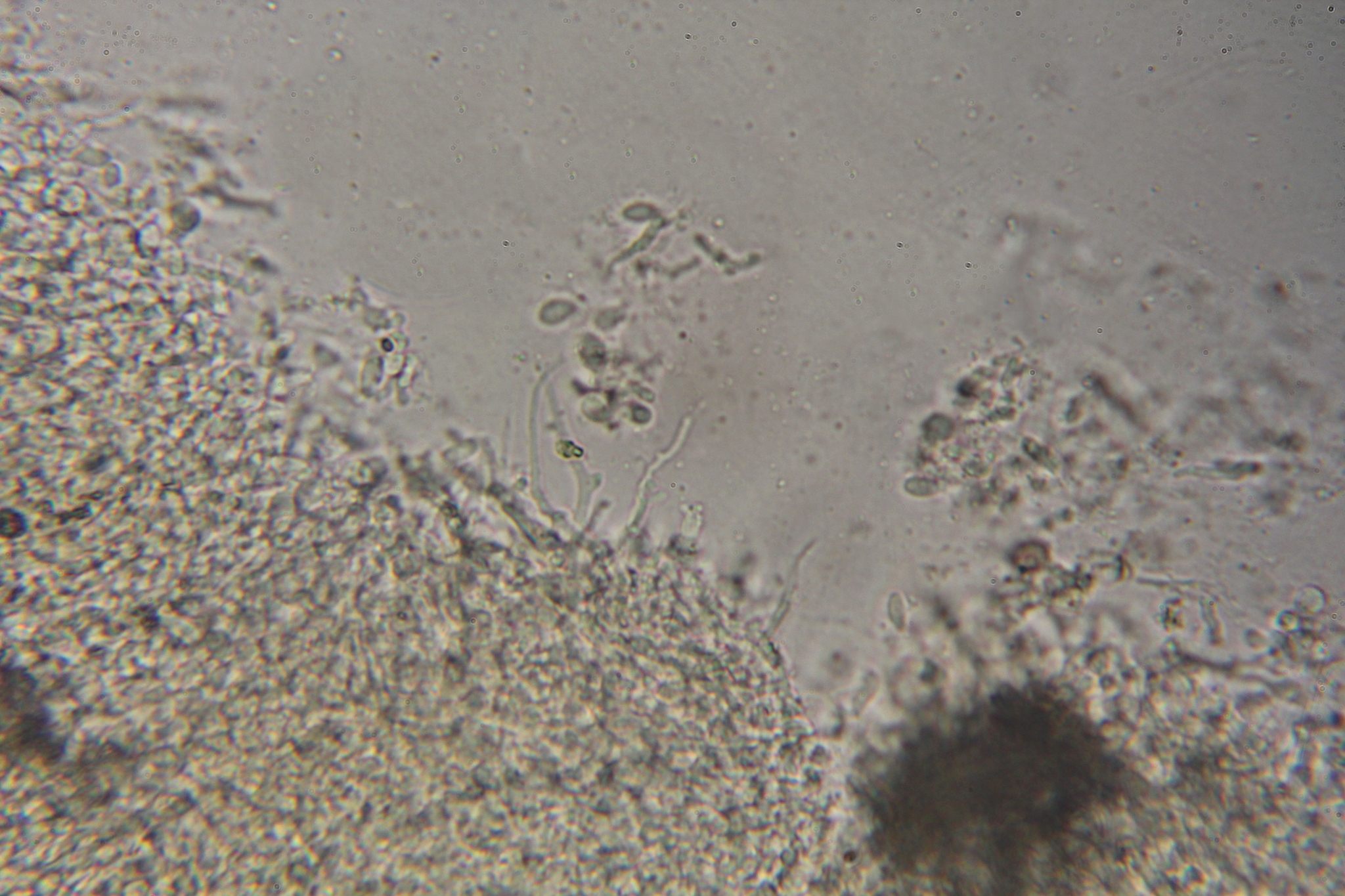 Pycnoporus sanguineus image