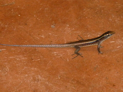 Zonosaurus madagascariensis