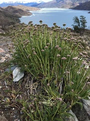 Valeriana carnosa
