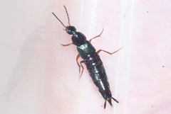 Philonthus gentilis