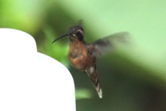 Phaethornis atrimentalis