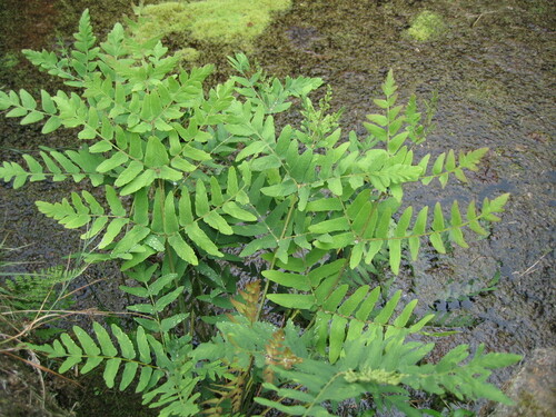 Royal fern (Osmunda regalis)