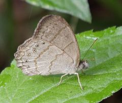 Paryphthimoides poltys