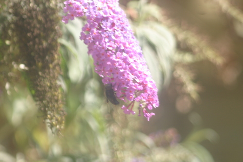 iNaturalist observation photo of Copestylum violaceum