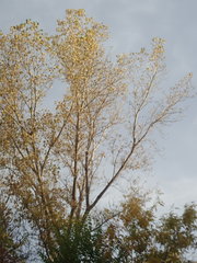 Populus deltoides deltoides