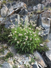 Valeriana carnosa