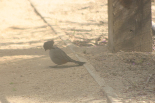 iNaturalist observation photo of California Towhee