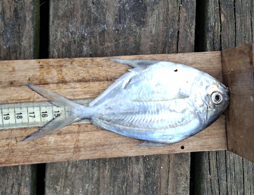 Pacific harvestfish (Peprilus medius) — Stromateidae