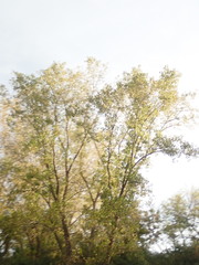 Populus deltoides deltoides