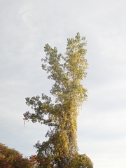 Populus deltoides deltoides