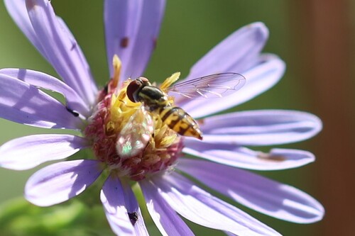 Unknown species found near Brown County, IN, USA